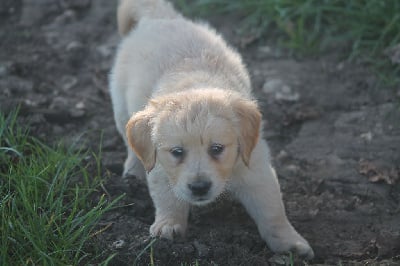 Les chiots de Golden Retriever