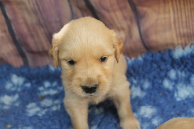 Les chiots de Golden Retriever