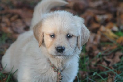 Les chiots de Golden Retriever