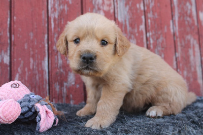 Les chiots de Golden Retriever