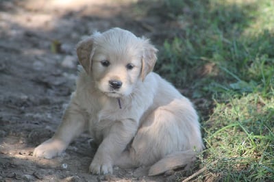 Les chiots de Golden Retriever