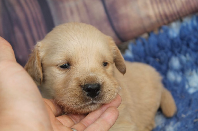 Les chiots de Golden Retriever