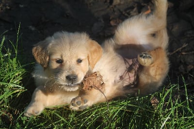 Les chiots de Golden Retriever