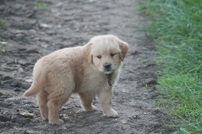 Les chiots de Golden Retriever