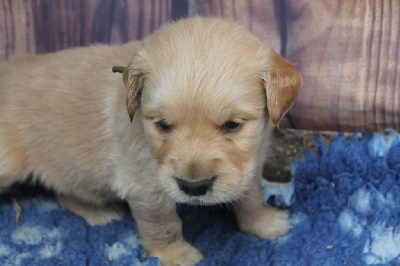 Les chiots de Golden Retriever