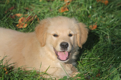 Les chiots de Golden Retriever