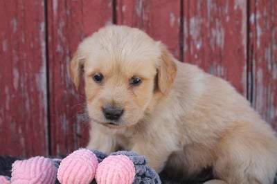 Les chiots de Golden Retriever