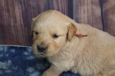 Les chiots de Golden Retriever