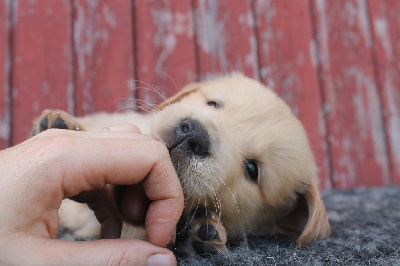 Les chiots de Golden Retriever