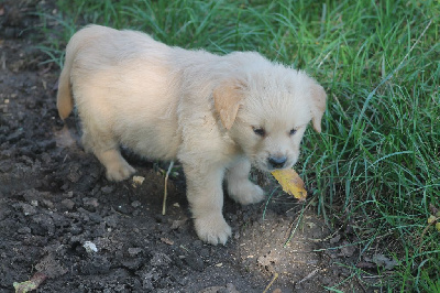 Les chiots de Golden Retriever