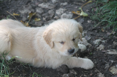 Les chiots de Golden Retriever