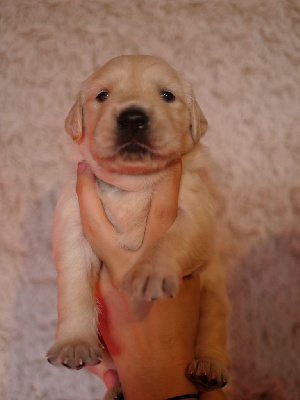 Les chiots de Golden Retriever