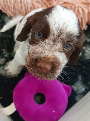 Les chiots de Cocker Spaniel Anglais