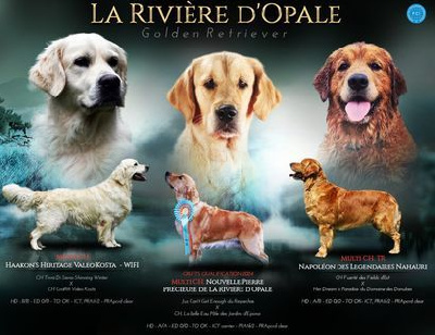 Les chiots de Golden Retriever