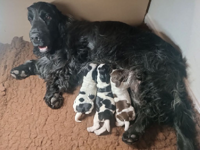 Les chiots de Cocker Spaniel Anglais