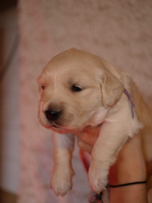 Les chiots de Golden Retriever