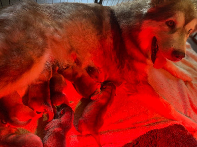 Les chiots de Alaskan Malamute