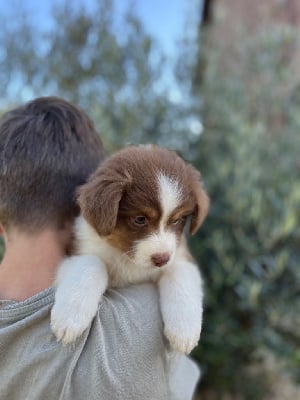 Les chiots de Berger Australien