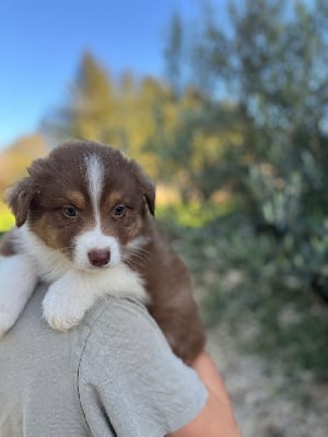 Les chiots de Berger Australien