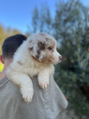 Les chiots de Berger Australien