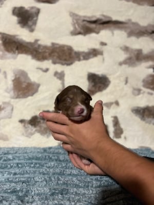 Les chiots de Berger Australien