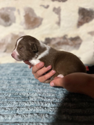 Les chiots de Berger Australien