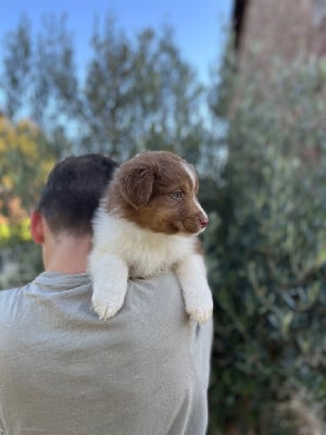 Les chiots de Berger Australien