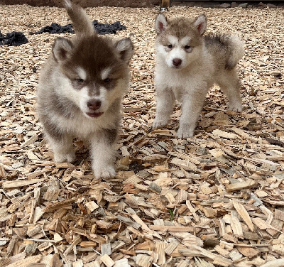 Les chiots de Alaskan Malamute