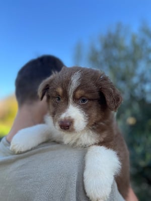 Les chiots de Berger Australien