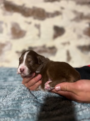 Les chiots de Berger Australien