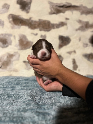 Les chiots de Berger Australien