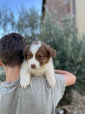 Les chiots de Berger Australien