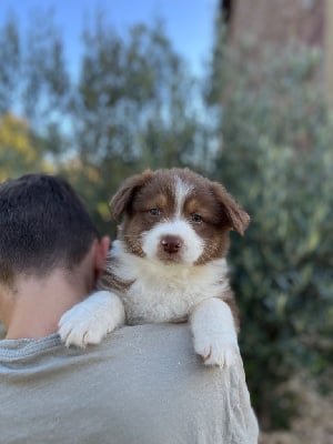 Les chiots de Berger Australien