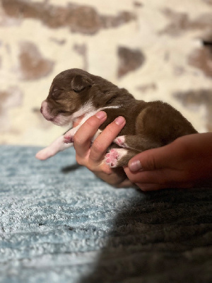 Les chiots de Berger Australien