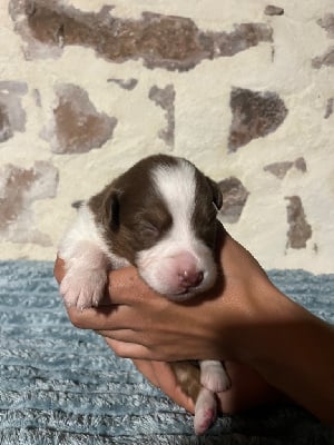 Les chiots de Berger Australien