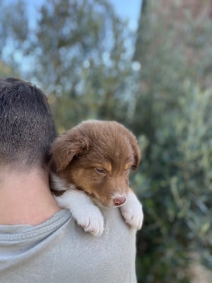 Les chiots de Berger Australien