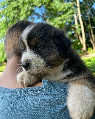 Les chiots de Berger Australien