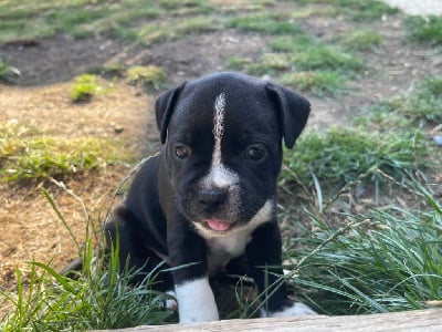 Les chiots de Staffordshire Bull Terrier