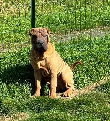 Les chiots de Shar Pei