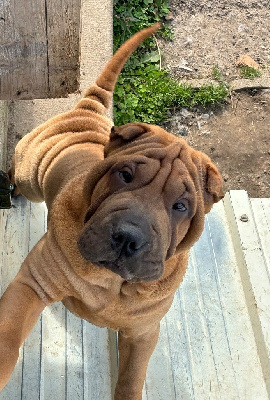 Les chiots de Shar Pei