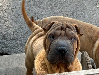 Veanh - Shar Pei