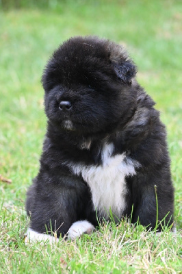 Les chiots de Akita americain