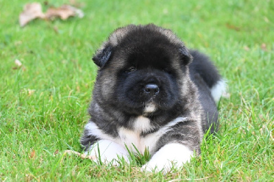 Les chiots de Akita americain