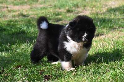 Les chiots de Akita americain