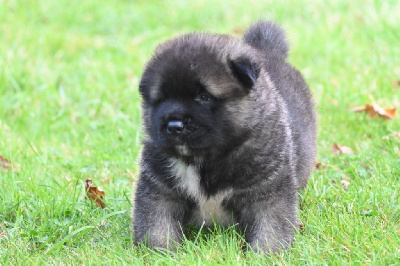 Les chiots de Akita americain