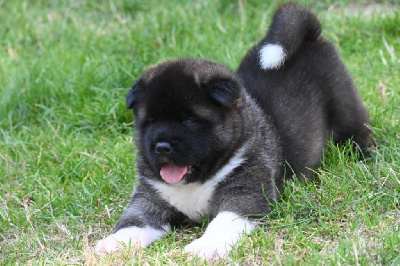 Les chiots de Akita americain