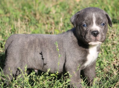 Les chiots de Cane Corso