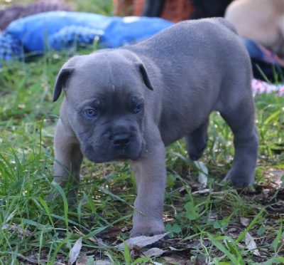 Les chiots de Cane Corso