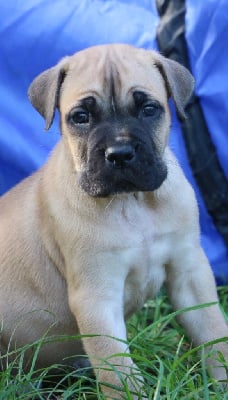 Les chiots de Cane Corso