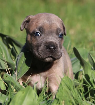 Les chiots de Cane Corso